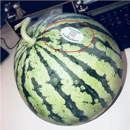 吃瓜百万网红,揭秘网络红人的幕后生活