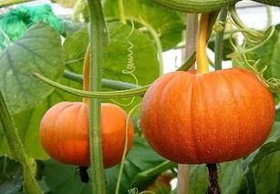 太阳wall吃瓜爆料最新,娱乐圈最新瓜料大揭秘！