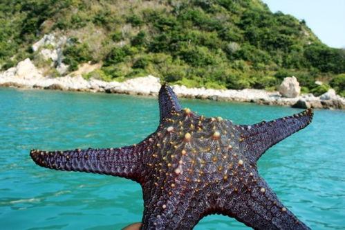 海角吃瓜爆料,揭秘娱乐圈最新爆料背后的真相