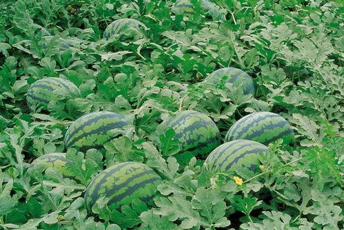 荷兰网红吃瓜视频大全,趣味横生的日常生活瞬间